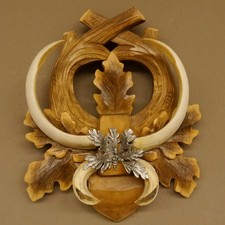 Armi Da Cinghiale (Sus Scrofa)