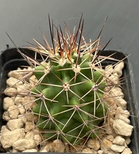 Echinocereus stramineus SB354 cactus, Kakteen, Seedling