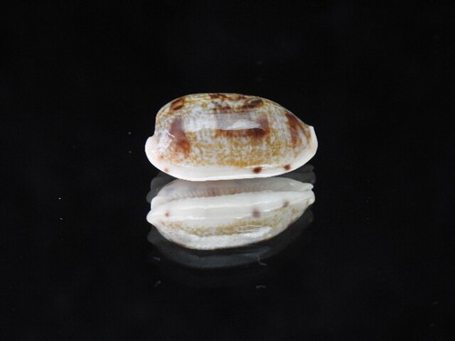 Sea shell cypraea pellucens - sea,