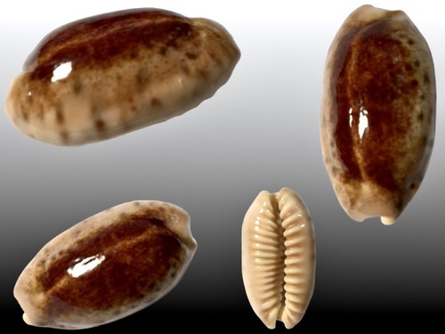 Cypraea caurica - , f