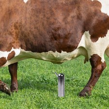 Tazza per mungitura comoda per