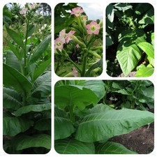 Tabacco Burley Nicotiana