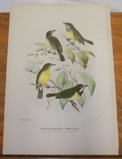 1910 BIRDS OF AUSTRALIA Stampa/MANGIAMOSCHE DALLA GOLA NERA/PSEUDOGERYGONE PERSONATA