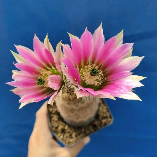 Echinocereus reichenbachii