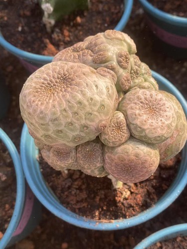 Multi teste euphorbia - multi,