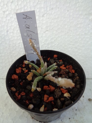 Avonia alstonii cactus - avonia, we