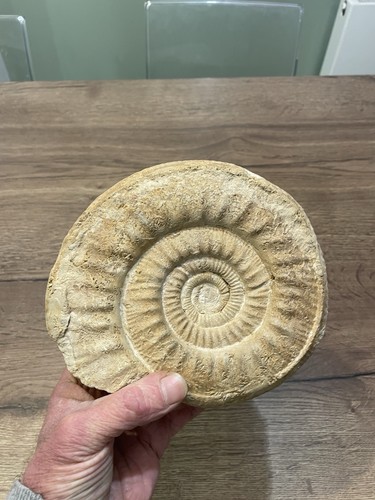 Grande ammonite fossile - grande,