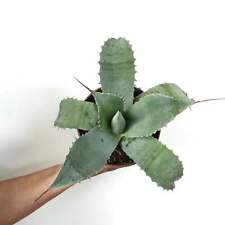 Agave cerulata X ovatifolia X