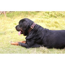 Collare classico per cani in