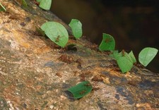 386997 Tagliafoglie Formiche