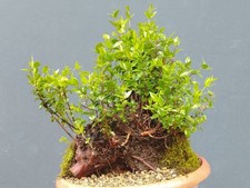 Bonsai mirto selvatico 35x27cm - mirto,