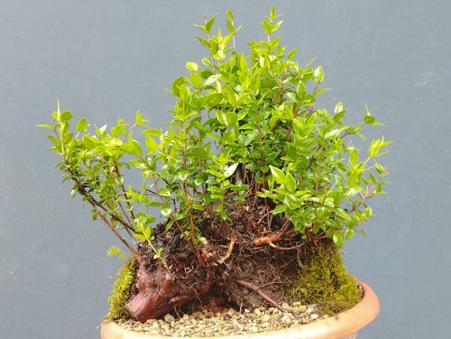 Bonsai mirto selvatico - bonsai,