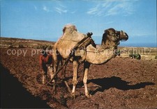 Cammello Camel Chameau Aratro Camello arando Gran Canar