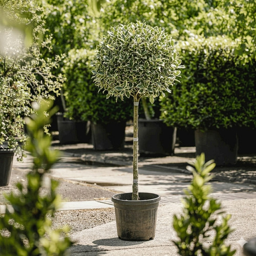 Agrifoglio ilex aquifolium - agrifoglio,