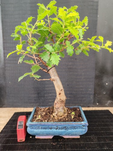 Bonsai quercia h 45 - quercia, cm
