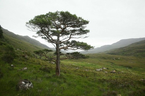 Pinus sylvestris scots pine - pinus,