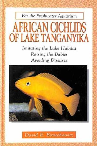 African cichlids lake - cichlids,