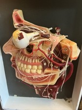 Antico modello anatomico testa