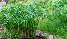 CYPERUS ALTERNIFOLIUS - Falso