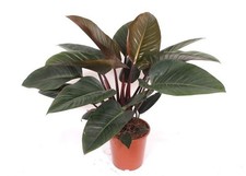 Philodendron Red Beauty circa