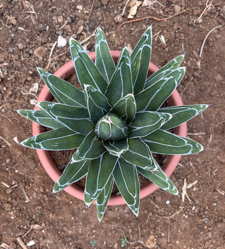 Agave victoriae reginae - agave,