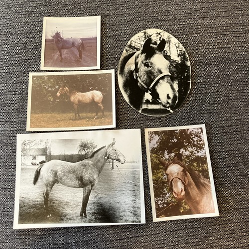 Lotto foto vintage appaloosa - lotto,