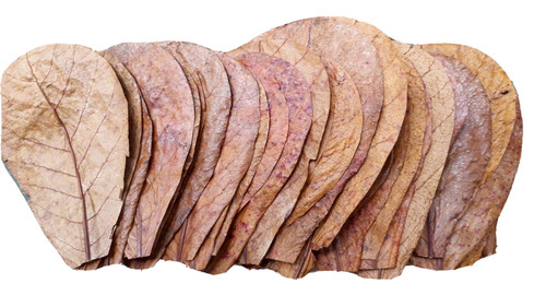 Indian catappa ketapang - indian,
