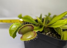DIONAEA MUSCIPULA / VENERE ACCHIAPPAMOSCHE ( Taglia L )