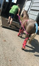 CARICATORE RAPIDO Aiuto per cavalli difficili pony da caricare in rimorchio/camion box cavalli