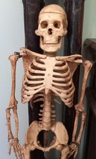 Vecchio Scheletro Anatomico Umano. Didattico O Da Studio. In Resina