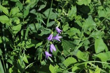 Raperonzolo campanula