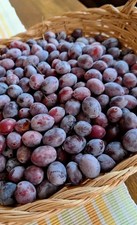 20 SEMI RAMASSIN PRUNUS DOMESTICA - PRUGNA , dalmasin o darmasin 2025