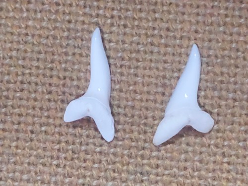 Dente squalo mako naturali - squalo,