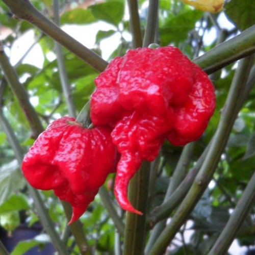 Sementi semi peperoncino - sementi,