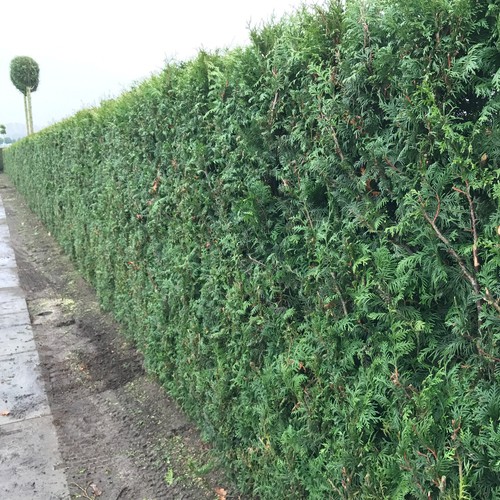 Albero della vita thuja - ,