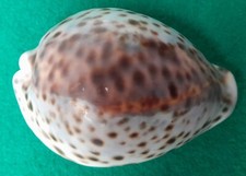 Cypraea tigris pardalis 4cm - cypraea,