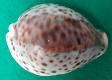Cypraea Tigris Pardalis 9.4cm Gigante con Macchia sul Dorso Java Indonesia