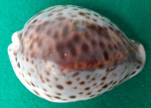 Cypraea tigris pardalis 4cm - tigris, 9.4cm