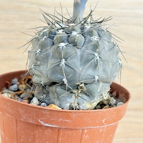 Gymnocalycium berchtii pot - berchtii,