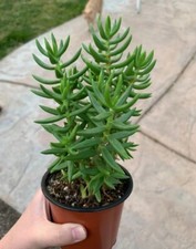 Crassula tetragona vaso 9 - vaso,