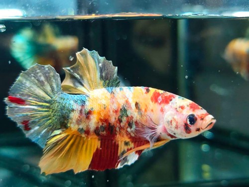 Live betta pesce gigante nemo - betta,