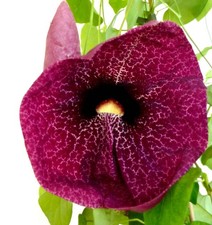 Aristolochia gigantea | Giant