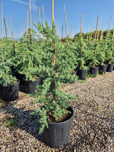 Juniperus blue pacific - juniperus, 'blue