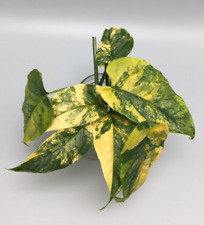 Monstera Siltepecana Aurea