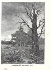 Stampa antica SCORCIO DEL