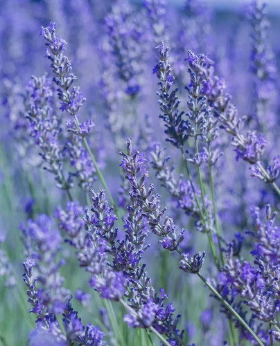 Pianta lavanda angustifolia - di,