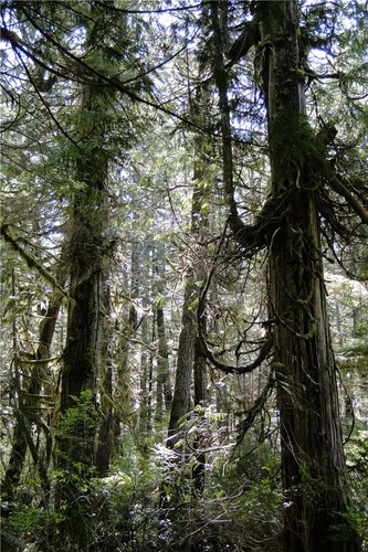 Vancouver island rainforest - vancouver,