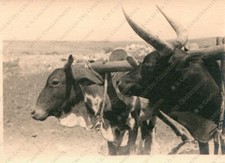 ERITREA Beauty Ox Cart Plow
