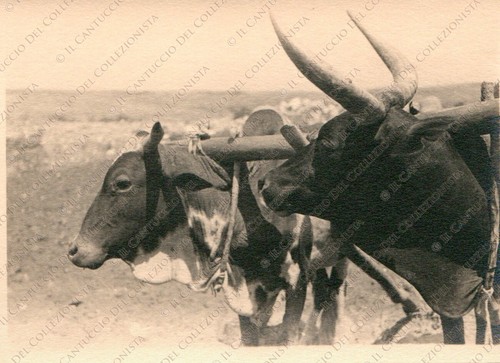 Eritrea beleza carro - eritrea,