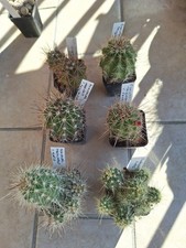 Echinocereus Collection, 6